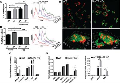 Nur77 and PPARγ regulate transcription and polarization in distinct subsets of M2-like reparative macrophages during regenerative inflammation